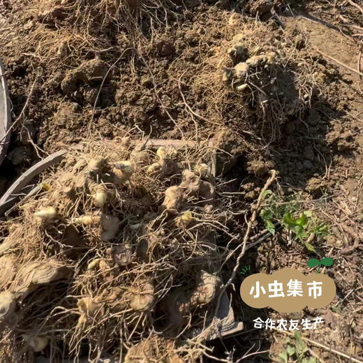 多年仿野生种植鲜黄精 1.5/3斤 | 合作农友生产，来自湖南邵阳，生产者：廖敦祥 *【公平贸易农人定价】 商品图11