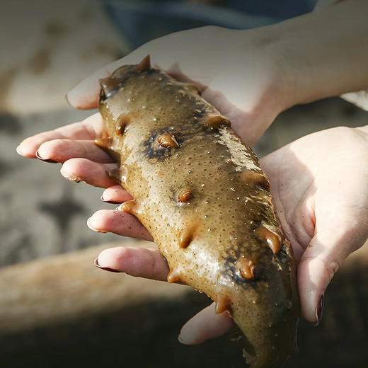 【滋补首选·大连8A鲜食辽参王】大连原产 8-10年海参 100斤出1斤 鲜食工艺 源头工厂 独立包装五折破价、史无前例(单斤到手299块8!) 商品图3