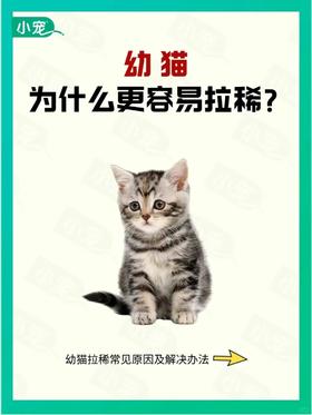 为什么幼猫更容易拉稀？拉稀怎么办？