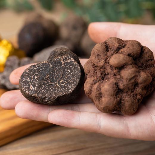 野生黑松露 | 天然顶级食材 一年仅此一季 高海拔有机生长 肉质细腻 香浓味醇  人工甄选无污染 商品图4