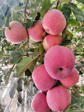 新疆阿克苏红旗坡农场冰糖心苹果皇后10斤（特级）