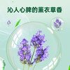 滴露衣物除菌液舒缓薰衣草1.5L 商品缩略图6