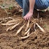 【现挖现发】广东竹薯  农家自种 种竹芋冬粉薯竹笋薯 商品缩略图5