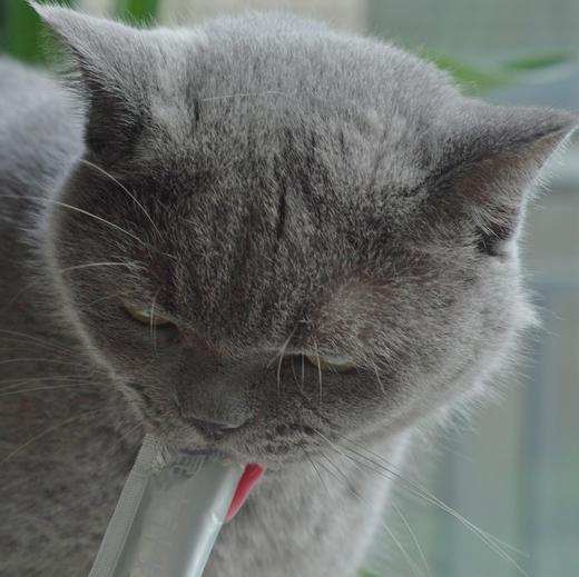 全价猫条 | 全价新主食，营养放心吃| 0诱食剂和防腐剂 | 基地直发*Full-price cat stick 商品图4