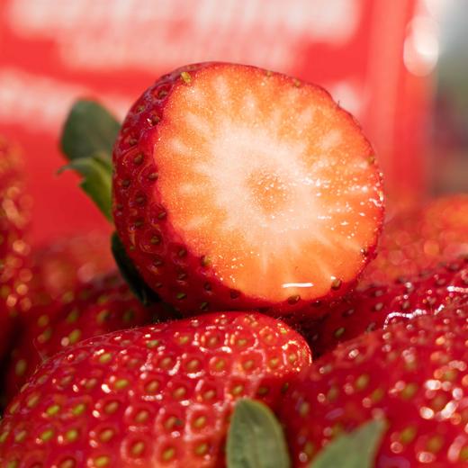 【斌哥优选】妙香7号草莓。个头不大，味道浓郁，九甜一酸，硬度高方便运输。草莓季来了，快快掉进草莓的温柔陷阱。 商品图4