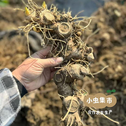 多年仿野生种植鲜黄精 1.5/3斤 | 合作农友生产，来自湖南邵阳，生产者：廖敦祥 *【公平贸易农人定价】 商品图3