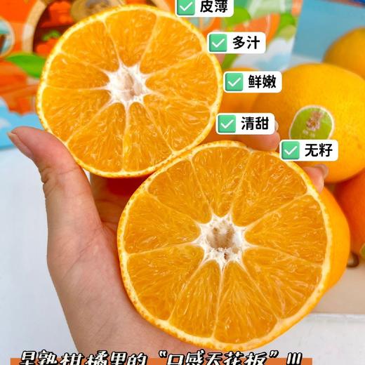 精笃 川津1号 商品图0