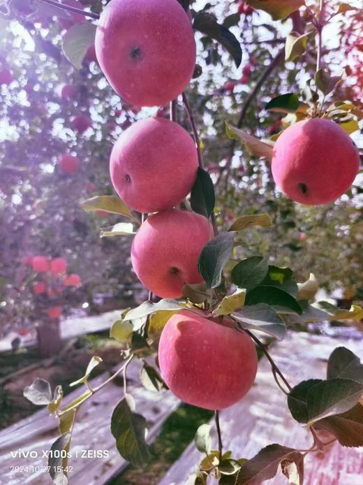 新疆阿克苏红旗坡农场冰糖心苹果皇后10斤（特级） 商品图1