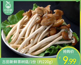 【叼鲜蔬】古田新鲜茶树菇/1份（约220g）
