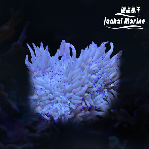 紫点葵 商品图0