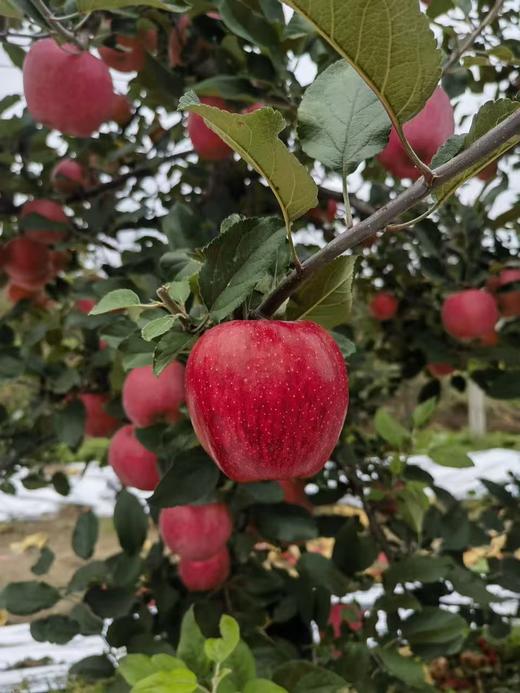 秦义妃 新鲜苹果 今年新果 绿色有机水果 果园直发 商品图1