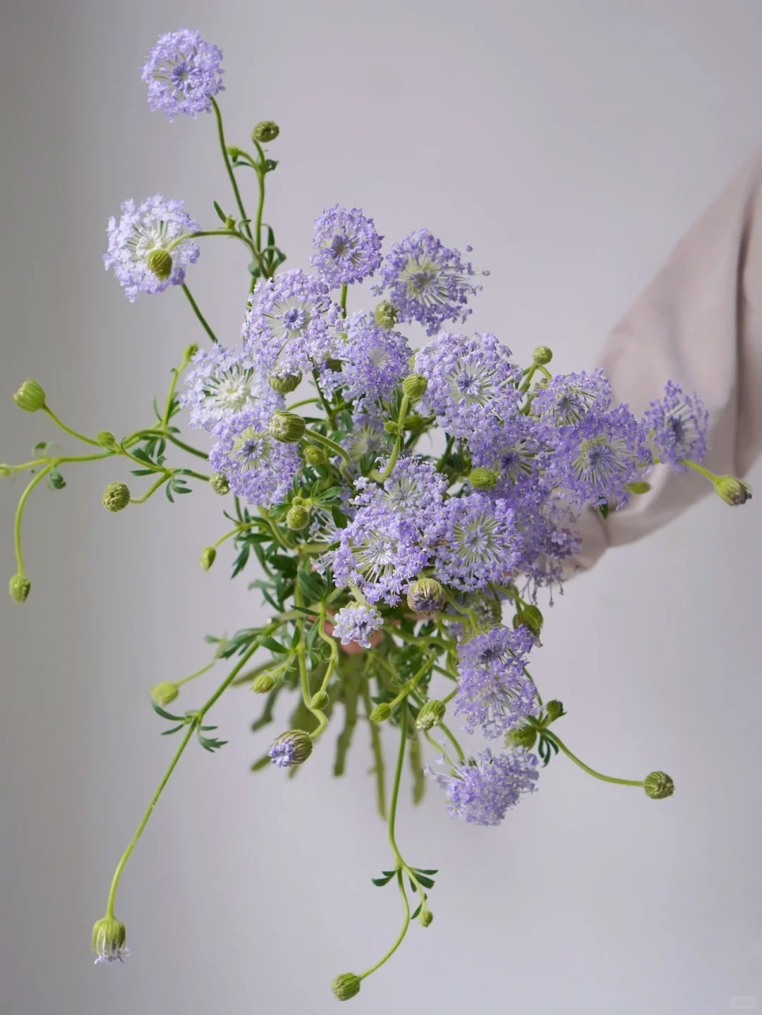 翠珠花紫色1扎