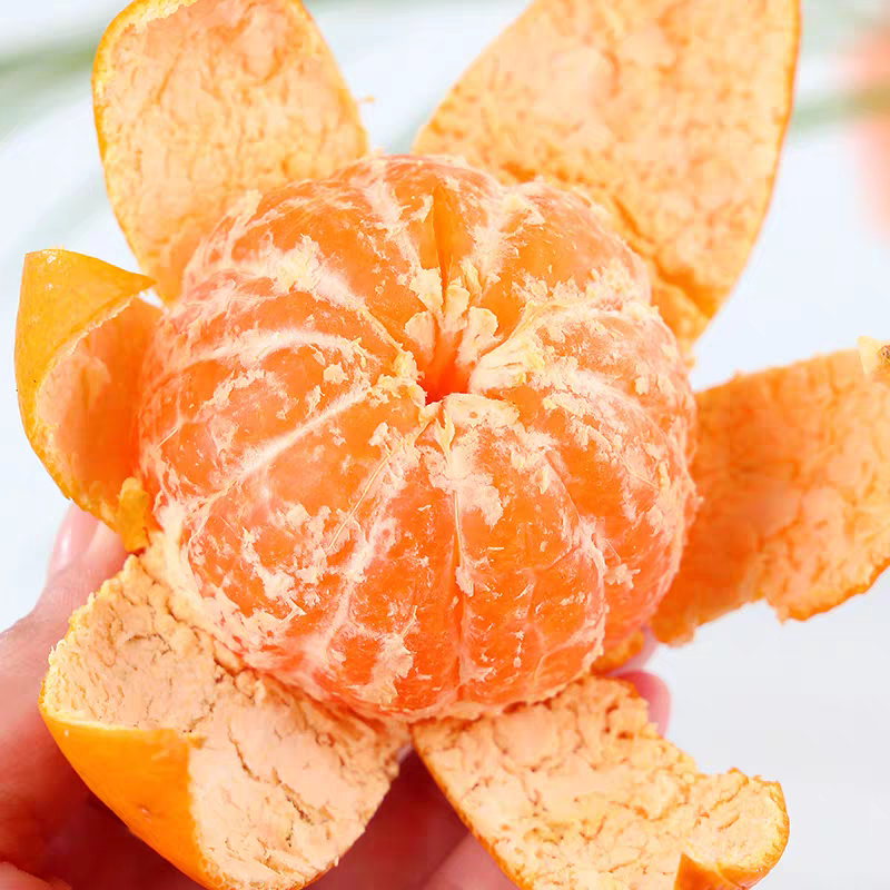 涌泉高山现摘涌泉蜜橘5斤整箱包邮应当季水果农家自种蜜橘甜高山涌泉蜜橘