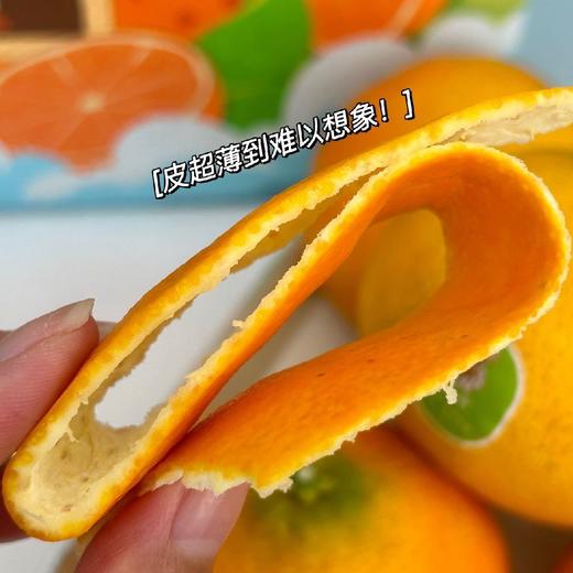 精笃 川津1号 商品图2