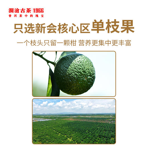 澜沧古茶2022年茶妈妈小青柑新会陈皮普洱茶熟茶柑普茶罐装250g 商品图3