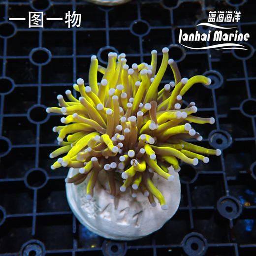 人工金火柴 24K金 商品图3