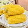 【新品上架  立减10元】延边冰鲜冷冻甜糯老品种丑玉米 共4斤（收到后冷冻保存） 商品缩略图4