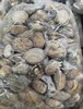 花蛤5斤装29元/袋 商品缩略图0