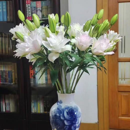 重瓣百合.冰美人 商品图0