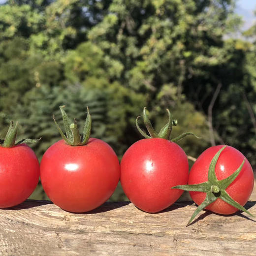 攀枝花露天甜贝贝水果小番茄 净重3-5斤 新鲜采摘 商品图2