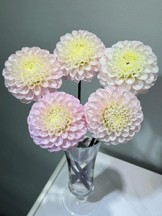 大丽花绿野仙踪5支 商品图2