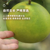 企鹅市集|福建漳州 嫩柚组合 青媛柚 / 粉宝石柚 多规格可选 爽朗清甜 果肉粉嫩 商品缩略图5