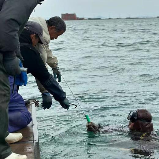 【滋补首选·大连8A鲜食辽参王】大连原产 8-10年海参 100斤出1斤 鲜食工艺 源头工厂 独立包装五折破价、史无前例(单斤到手299块8!) 商品图5