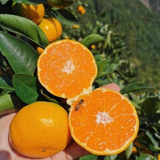 涌泉高山现摘涌泉蜜橘5斤整箱包邮应当季水果农家自种蜜橘甜高山涌泉蜜橘 商品图1