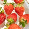 【斌哥优选】妙香7号草莓。个头不大，味道浓郁，九甜一酸，硬度高方便运输。草莓季来了，快快掉进草莓的温柔陷阱。 商品缩略图3