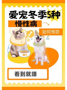 关爱宠物健康，从慢性病预防开始！