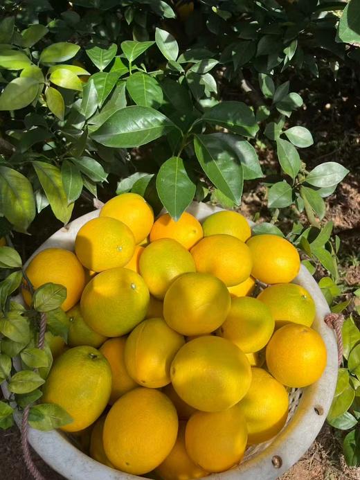 【赣南脐橙】阳光吻过的金黄，每一瓣都藏着赣南的甜。.这颗橙子，是冬日写给味蕾的一封情书。爆汁瞬间，仿佛咬碎了整个晴朗的秋天-TJLL 商品图5