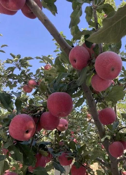 新疆阿克苏红旗坡农场冰糖心苹果皇后10斤（特级） 商品图6