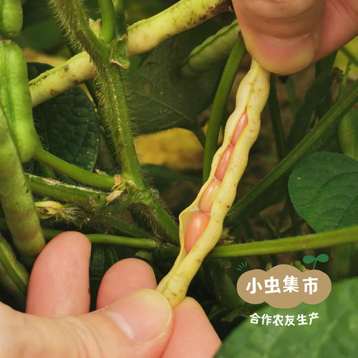 生态赤小豆 500g/袋 | 合作农友生产，来自贵州黎平洋洞村，生产者:杨邦荣 &【公平贸易农人定价】 商品图8