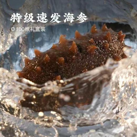 【年终大促!·大连国标特级速发海参礼盒】营养、品质、数量"三大升级”免蒸免煮 48小时速发!含盐分享量≤2%，蛋白质含量≥70% 100根送20根(单根需12.5元!) 商品图4