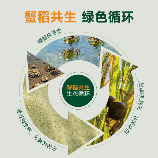 袁谷农场耐盐碱生态大米5kg东北盐碱地无污染蟹稻共生生态长粒米10斤双层真空包装 商品图2