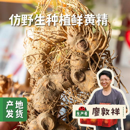多年仿野生种植鲜黄精 1.5/3斤 | 合作农友生产，来自湖南邵阳，生产者：廖敦祥 *【公平贸易农人定价】 商品图0