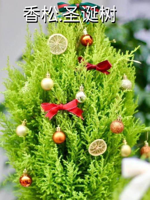 【香松圣诞树套装】这棵“真的”圣诞树，偏要把一次性的节日变成年年岁岁的陪伴～-GRUP 商品图1