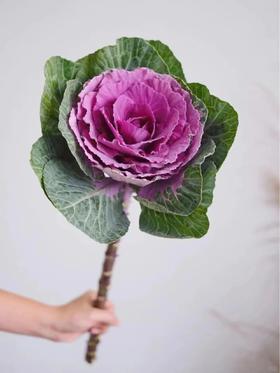 羽衣甘蓝叶牡丹紫色1支