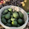 【品质精选】哈斯牛油果3斤/6斤装一级果 商品缩略图2