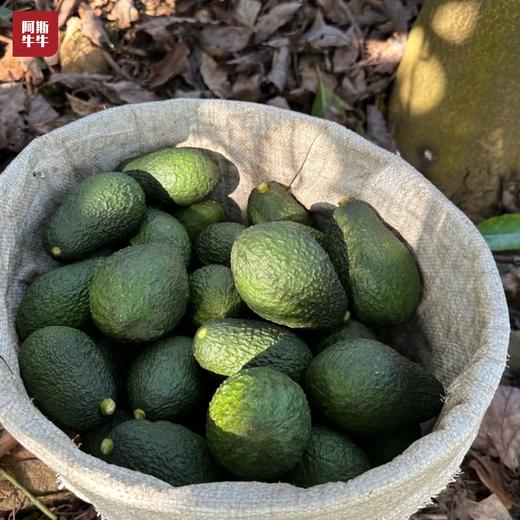 【品质精选】哈斯牛油果3斤/6斤装一级果 商品图2
