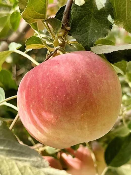 新疆阿克苏红旗坡农场冰糖心苹果皇后10斤（特级） 商品图7