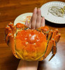 【秒杀】港标顶壳肥9指蟹🦀净重3斤以上兴化大闸蟹鲜活螃蟹 死蟹包赔基地直邮 商品缩略图2