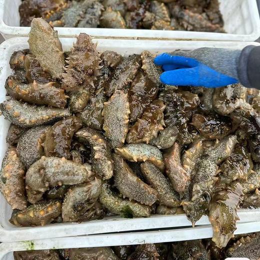【滋补首选·大连8A鲜食辽参王】大连原产 8-10年海参 100斤出1斤 鲜食工艺 源头工厂 独立包装五折破价、史无前例(单斤到手299块8!) 商品图2