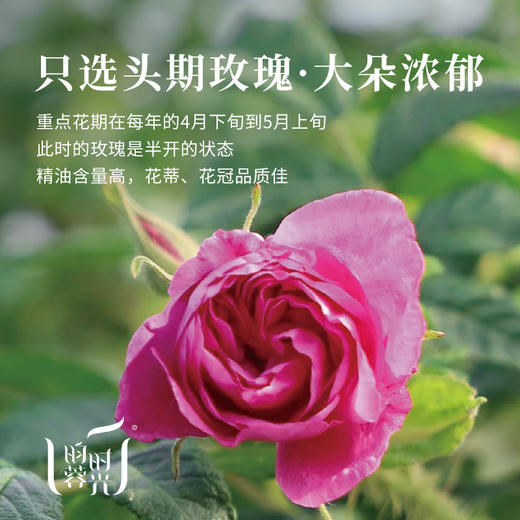 【昀蓉时光·平阴玫瑰花冠王】（重瓣玫瑰花）只选头期玫瑰 大朵浓郁 ·直径≥3cm的黄金花冠·芬芳扑鼻 ·花香满溢·拒绝熏硫 无添加 60g/瓶 商品图5