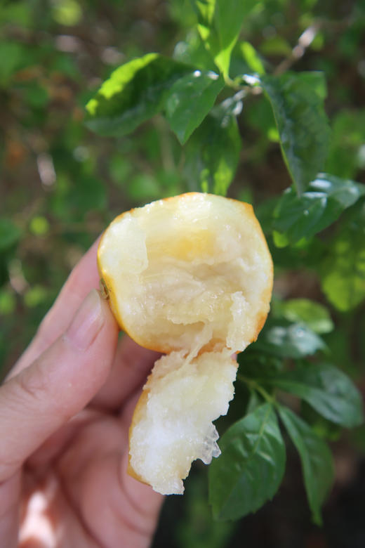 💥2025年❗ 限时限量抢购💰19.9元抢2斤❗【融安脆蜜金柑】每一颗都是独立糖果袋装❗ 🍭颗颗冰糖心 💦天天向上 汪涵都直呼，高级！ 🍊糖度20+，最高达30°+ ！ 商品图4