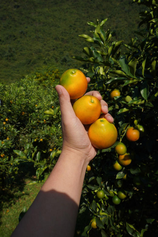 💥2025年❗ 限时限量抢购💰19.9元抢2斤❗【融安脆蜜金柑】每一颗都是独立糖果袋装❗ 🍭颗颗冰糖心 💦天天向上 汪涵都直呼，高级！ 🍊糖度20+，最高达30°+ ！ 商品图5