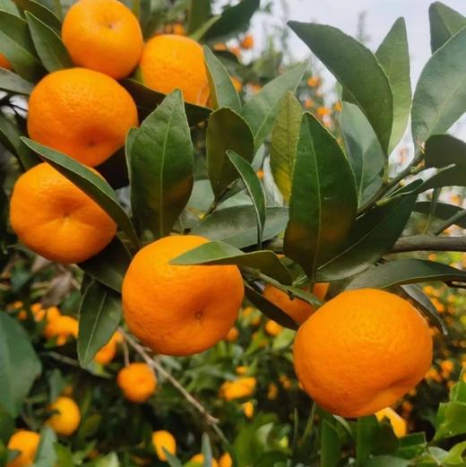 【涌泉蜜橘】超级推荐！巨好吃，皮薄易剥,无核无渣，一口爆汁，果肉细腻化渣，生态种植不催熟不打药，甜度在15度以上才发货，实打实的甜蜜爆汁。 商品图4