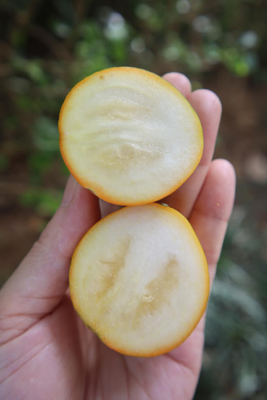 💥2025年❗ 限时限量抢购💰19.9元抢2斤❗【融安脆蜜金柑】每一颗都是独立糖果袋装❗ 🍭颗颗冰糖心 💦天天向上 汪涵都直呼，高级！ 🍊糖度20+，最高达30°+ ！ 商品图2