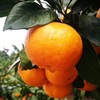 【涌泉蜜橘】超级推荐！巨好吃，皮薄易剥,无核无渣，一口爆汁，果肉细腻化渣，生态种植不催熟不打药，甜度在15度以上才发货，实打实的甜蜜爆汁。 商品缩略图1