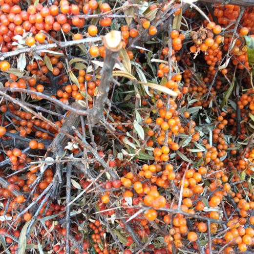 大黄米沙棘挂面/玉米沙棘面/红高梁挂面200g【基地直发】 商品图12